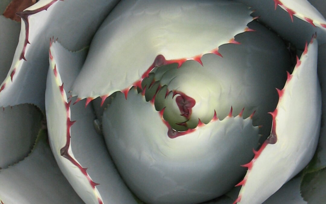 IN A MANNER OF POEMING: Voice, Tone, Perspective